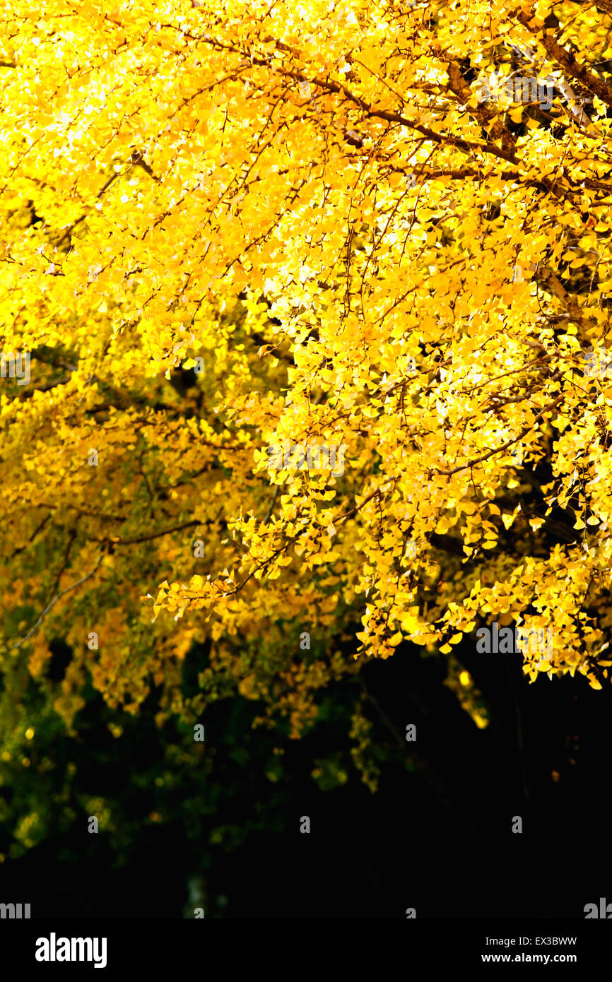 Foglie di autunno Foto Stock
