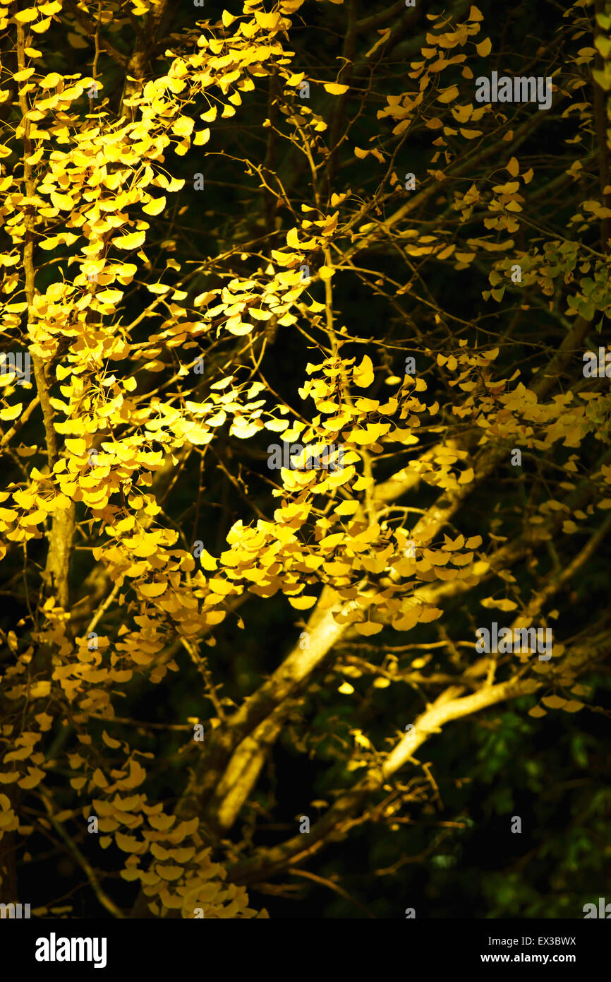 Foglie di autunno Foto Stock