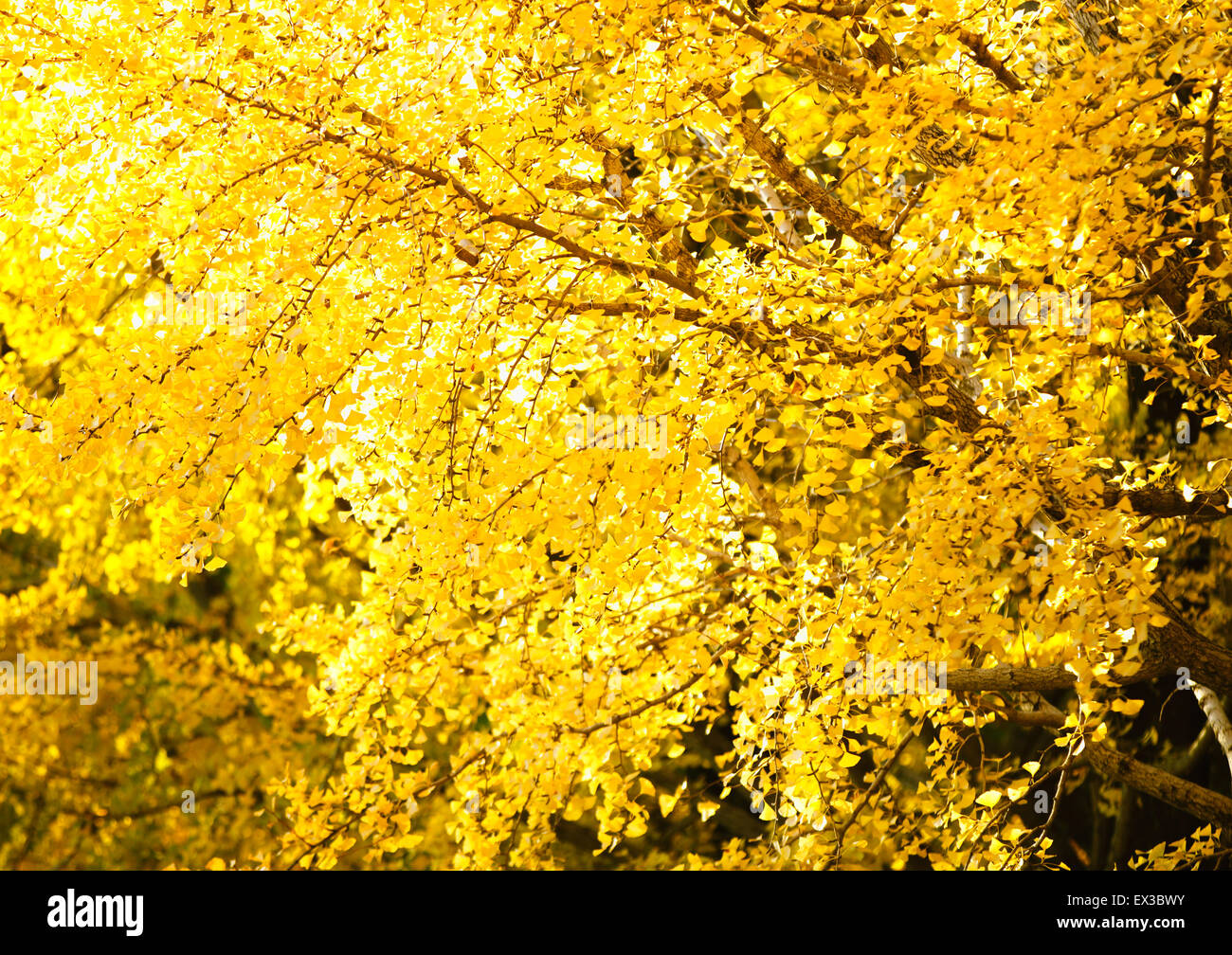 Foglie di autunno Foto Stock
