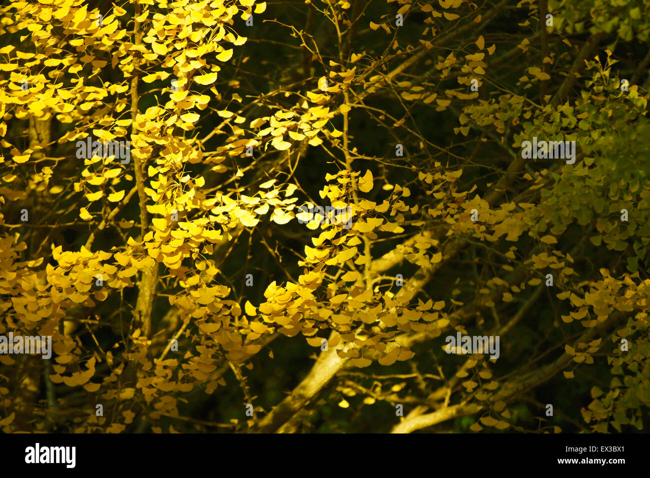 Foglie di autunno Foto Stock