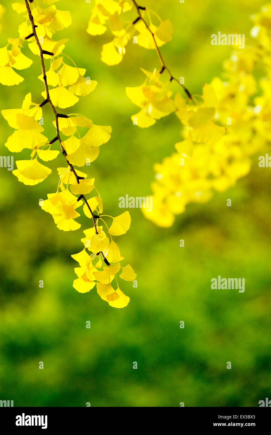 Foglie di autunno Foto Stock