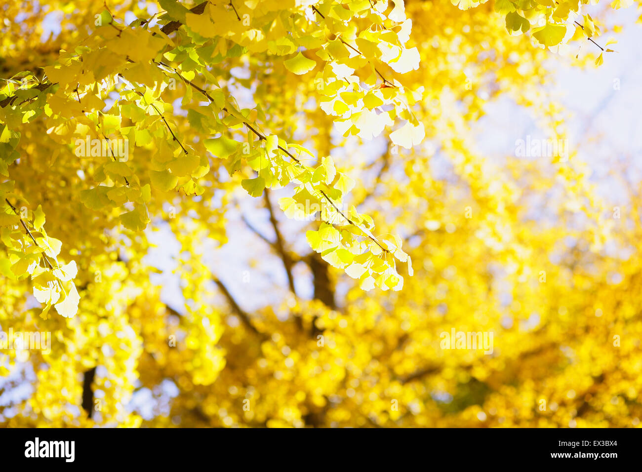 Foglie di autunno Foto Stock