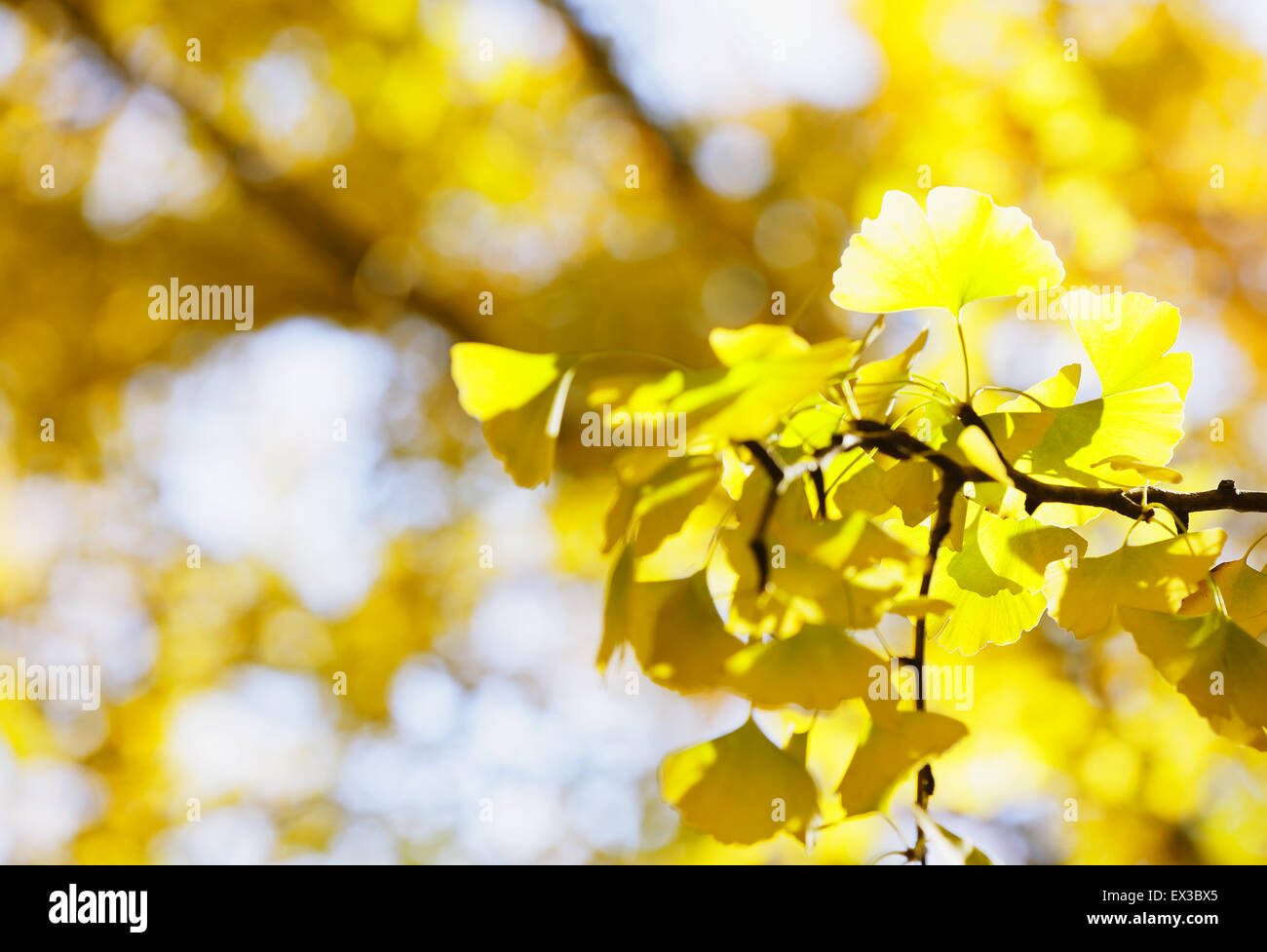 Foglie di autunno Foto Stock