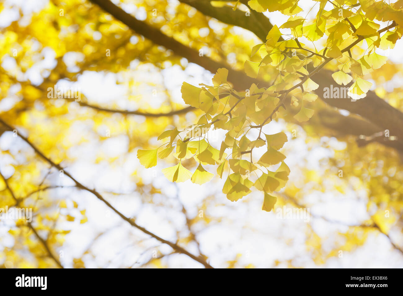 Foglie di autunno Foto Stock