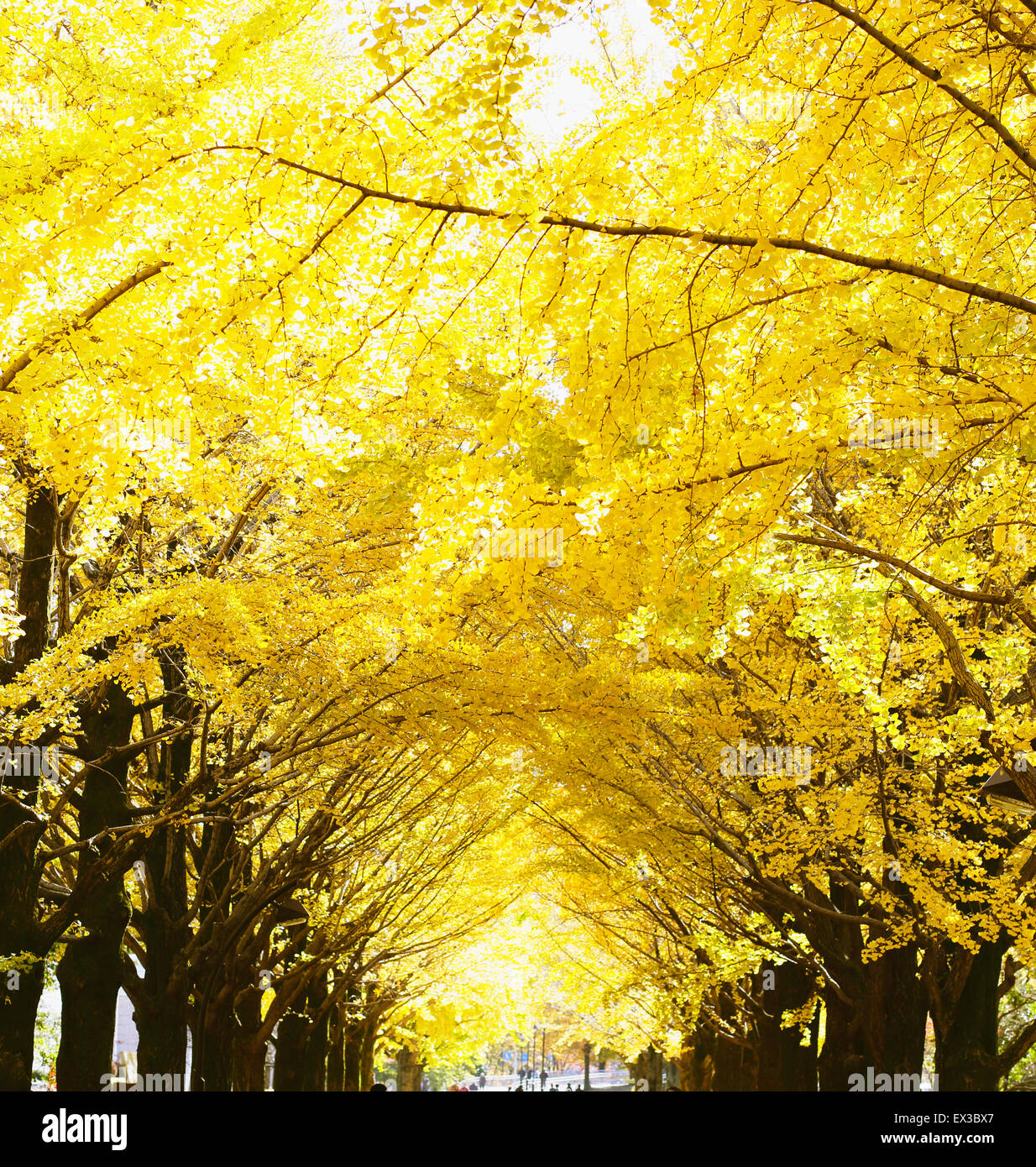 Foglie di autunno Foto Stock
