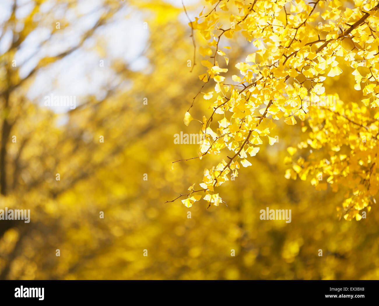 Foglie di autunno Foto Stock