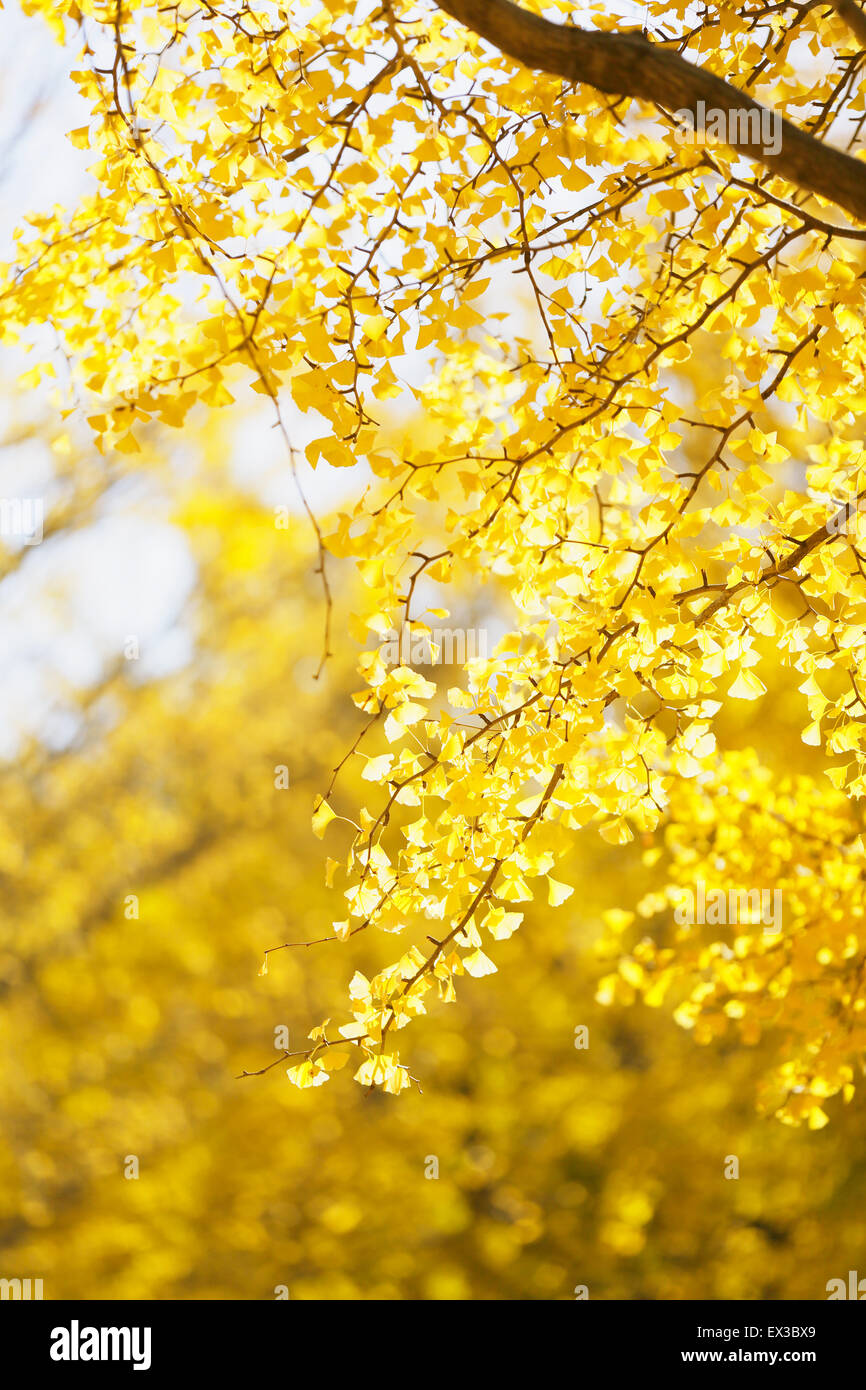 Foglie di autunno Foto Stock