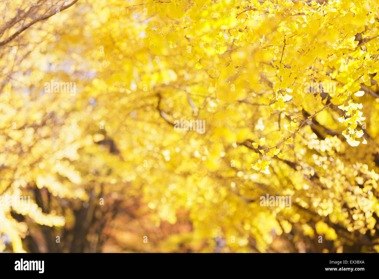 Foglie di autunno Foto Stock