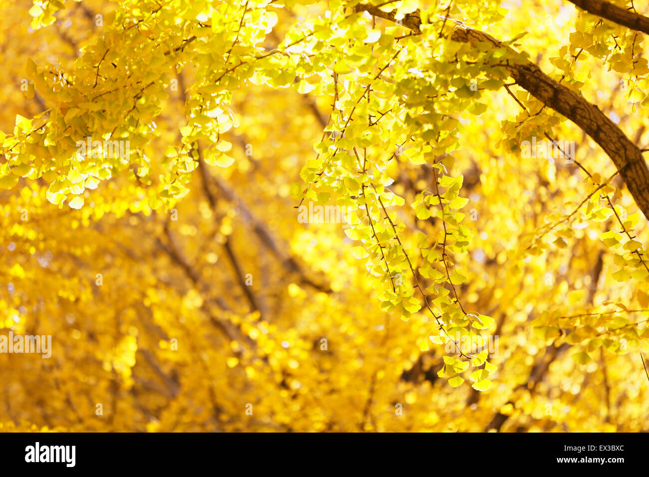 Foglie di autunno Foto Stock