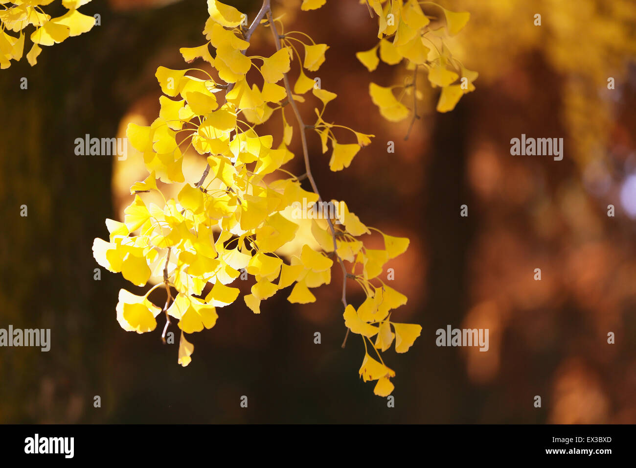 Foglie di autunno Foto Stock