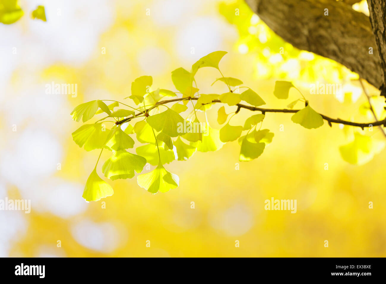 Foglie di autunno Foto Stock