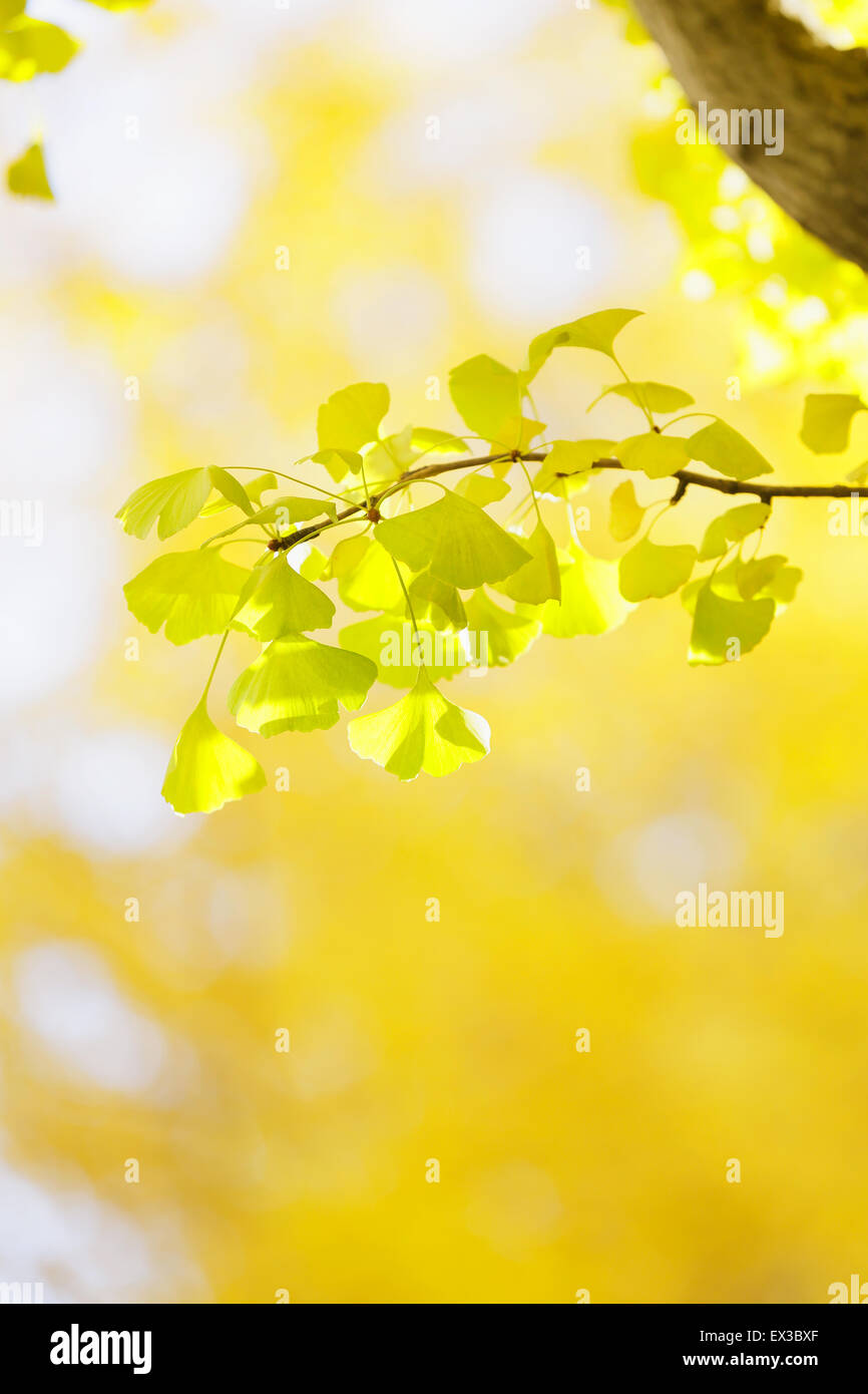 Foglie di autunno Foto Stock