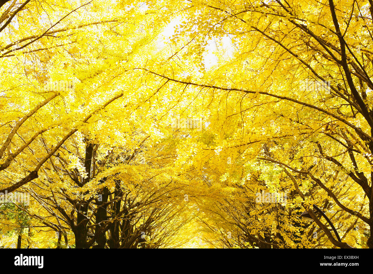 Foglie di autunno Foto Stock