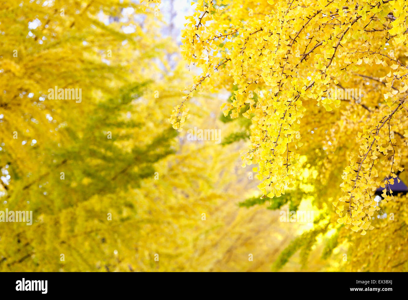 Foglie di autunno Foto Stock