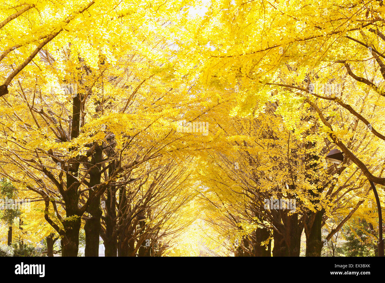 Foglie di autunno Foto Stock