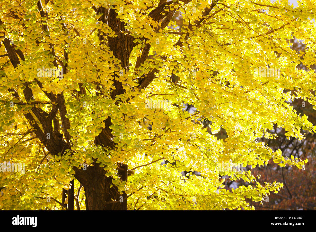 Foglie di autunno Foto Stock