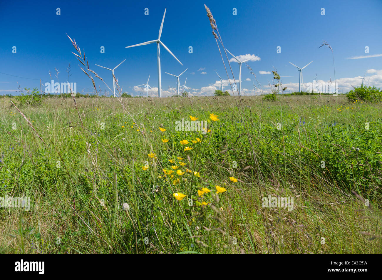 Le turbine eoliche sotto il cielo blu, erbe e fiori nella parte anteriore Foto Stock