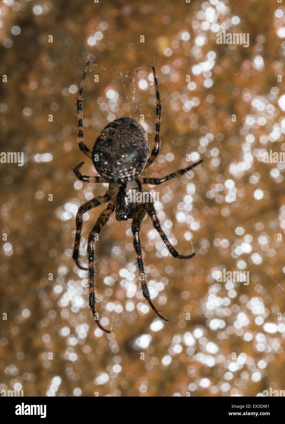 Metellina merianae (Metellina merianae) in agguato nel nido, Ostharz, Sassonia-Anhalt, Germania Foto Stock