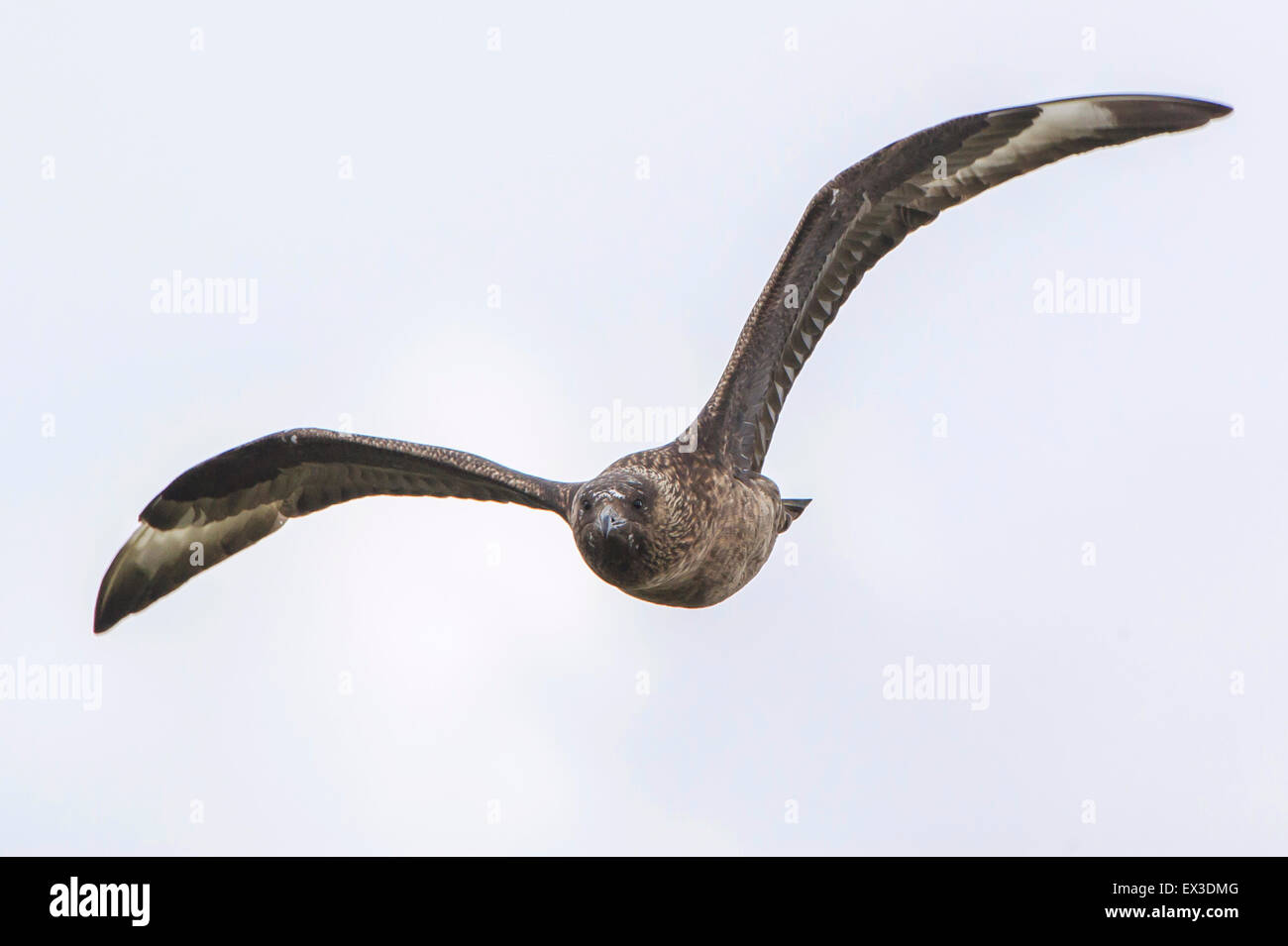 Grande Skua (Stercorarius skua) in volo, Yell, isole Shetland, Scotland, Regno Unito Foto Stock