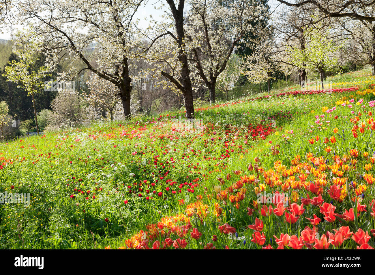 I tulipani (Tulipa sp.) sotto la fioritura degli alberi da frutto, Isola di Mainau, Lago di Costanza, Baden-Wuerttemberg, Germania Foto Stock