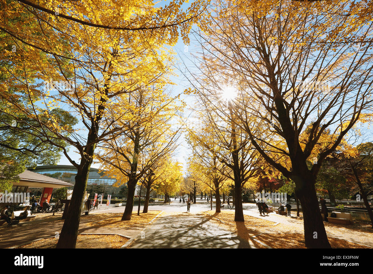 Foglie di autunno in un parco della città Foto Stock