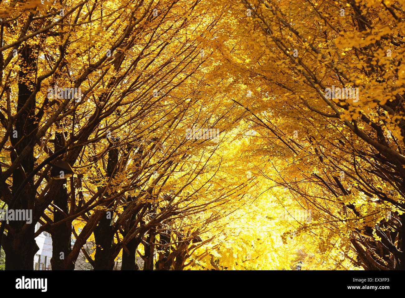 Foglie di autunno in un parco della città Foto Stock