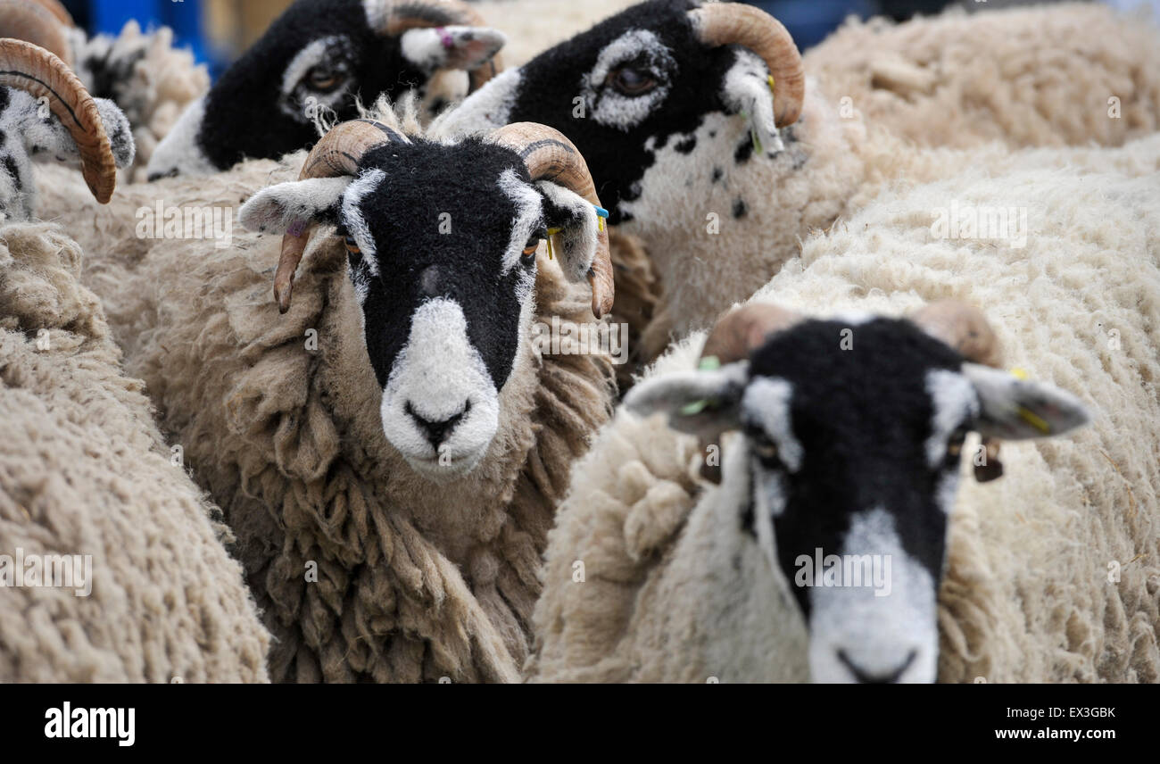 Mostra swaledale pecore presso il Royal Highland Show, Edimburgo, Scozia. Foto Stock