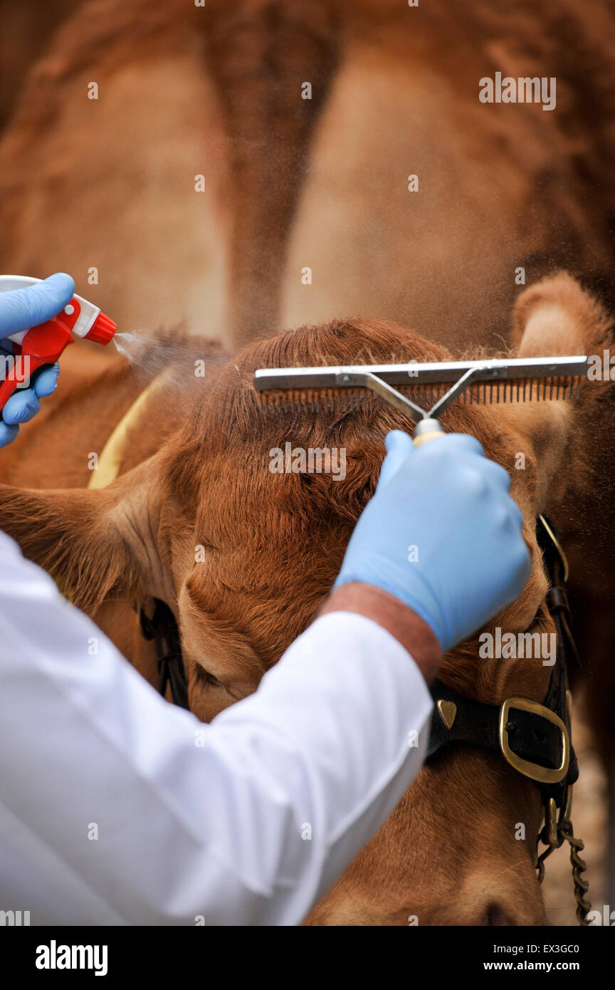 Mostra Limousin bestiame al Royal Highland Show, Edimburgo, Scozia. Foto Stock