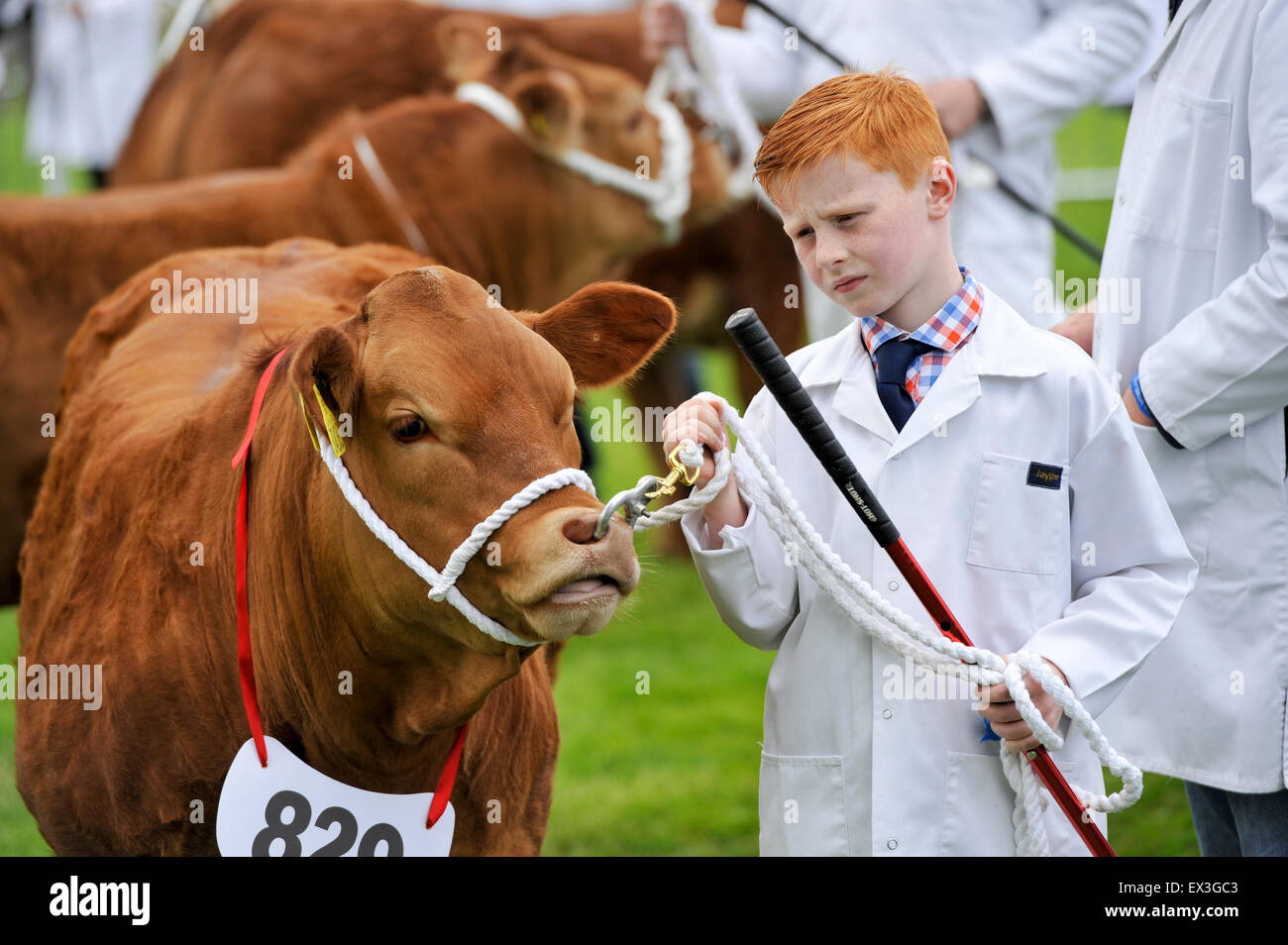 Mostra Limousin bestiame al Royal Highland Show, Edimburgo, Scozia. Foto Stock