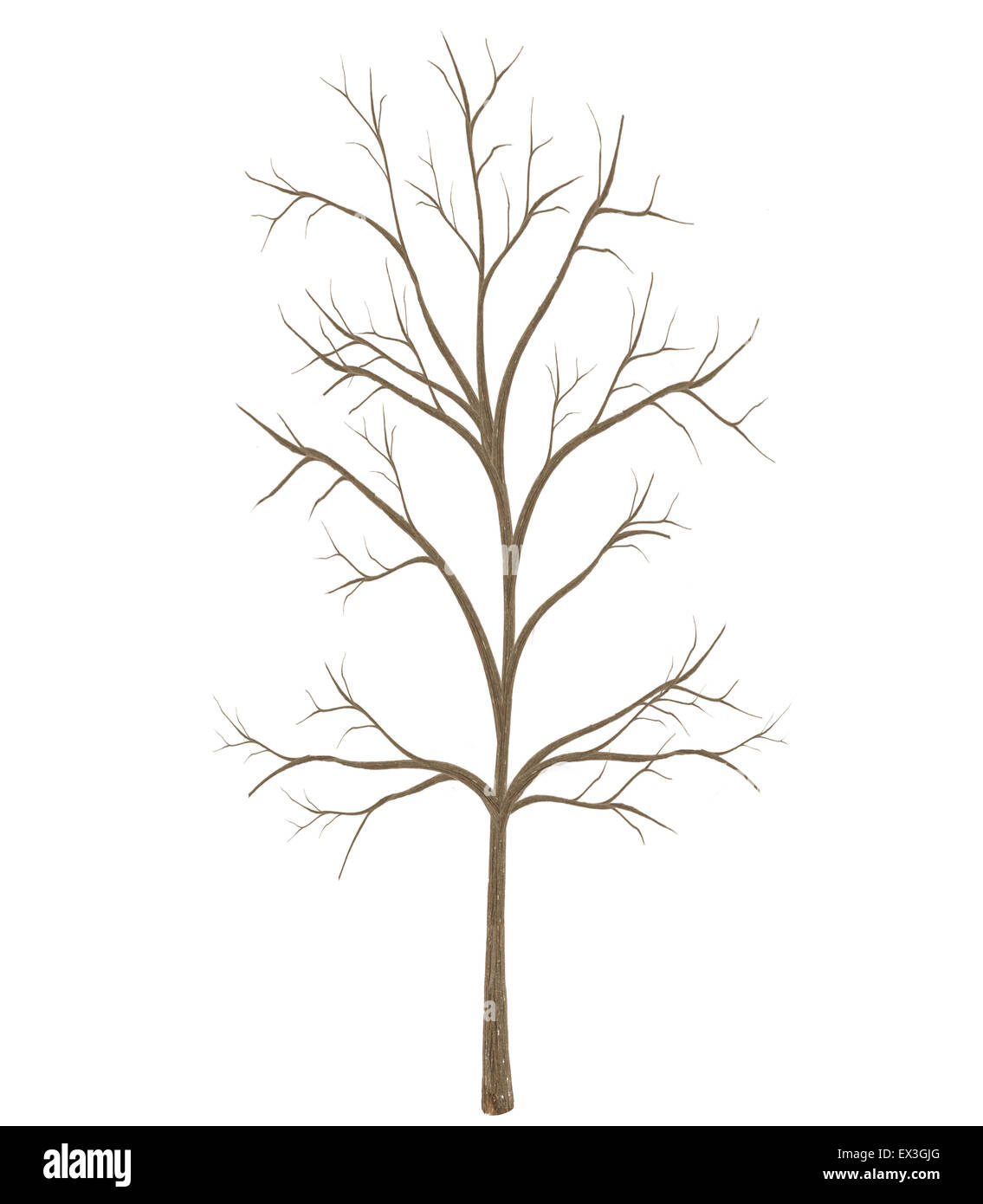 Alta qualità albero isolato su sfondo bianco Foto Stock