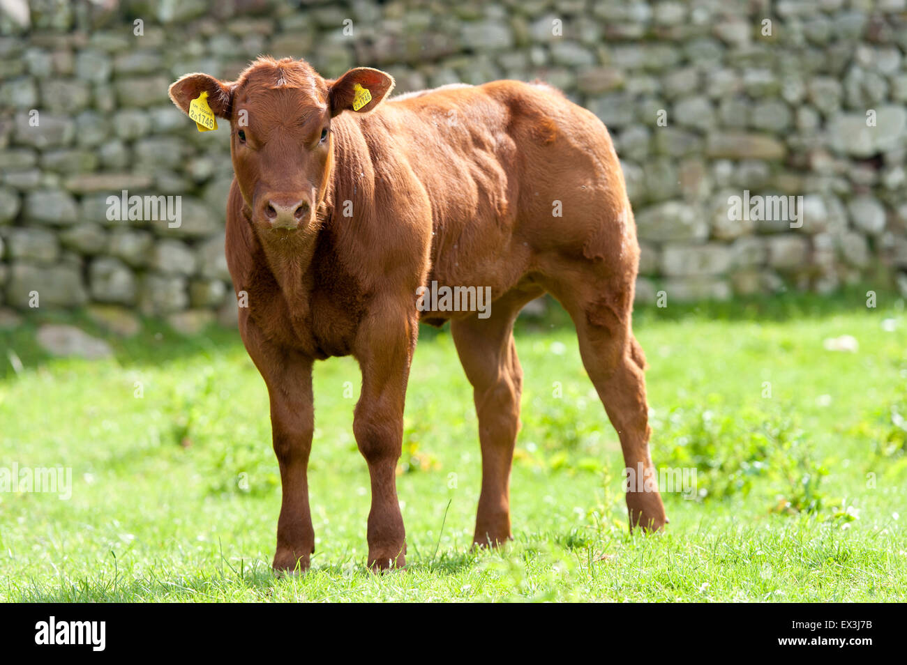 Commerciale di giovani vitelli da macello in pascolo. Cumbria, Regno Unito. Foto Stock