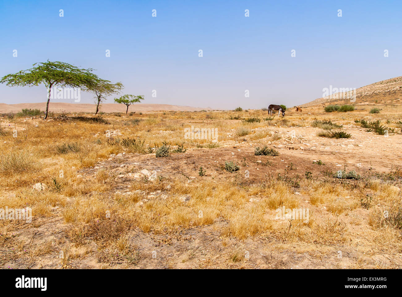 Il paesaggio del deserto in Israele nel deserto del Negev, asino e camel in background Foto Stock