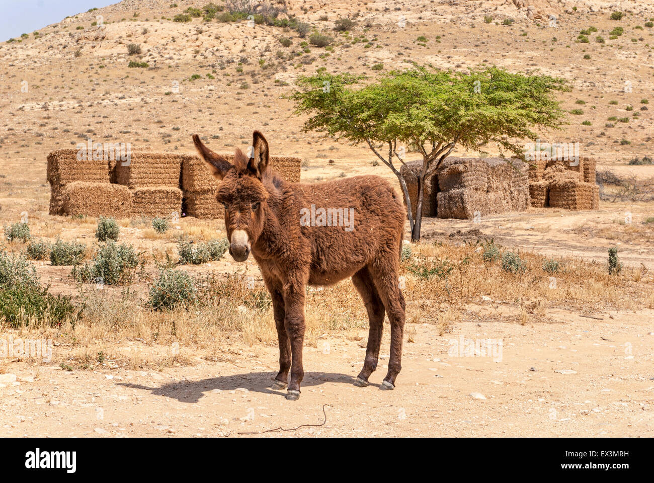 Il paesaggio del deserto, asino in Israele nel deserto del Negev. Foto Stock