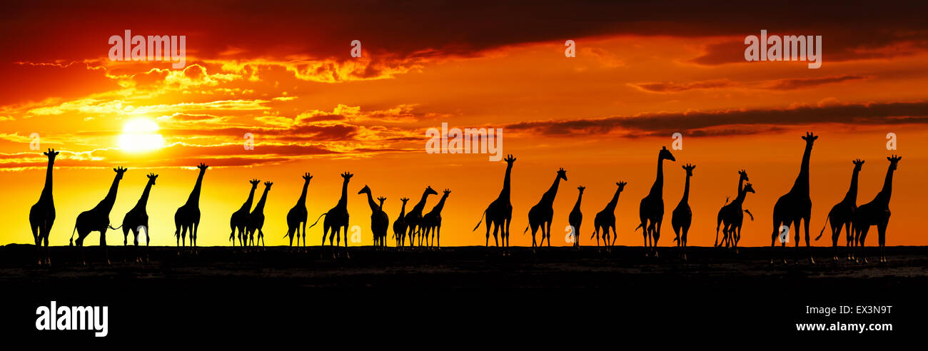 Allevamento di giraffe nella savana africana al tramonto Foto Stock