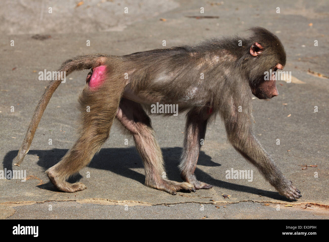 Giovane maschio Hamadryas baboon (Papio hamadryas) presso lo Zoo di Francoforte in Frankfurt am Main, Hesse, Germania. Foto Stock