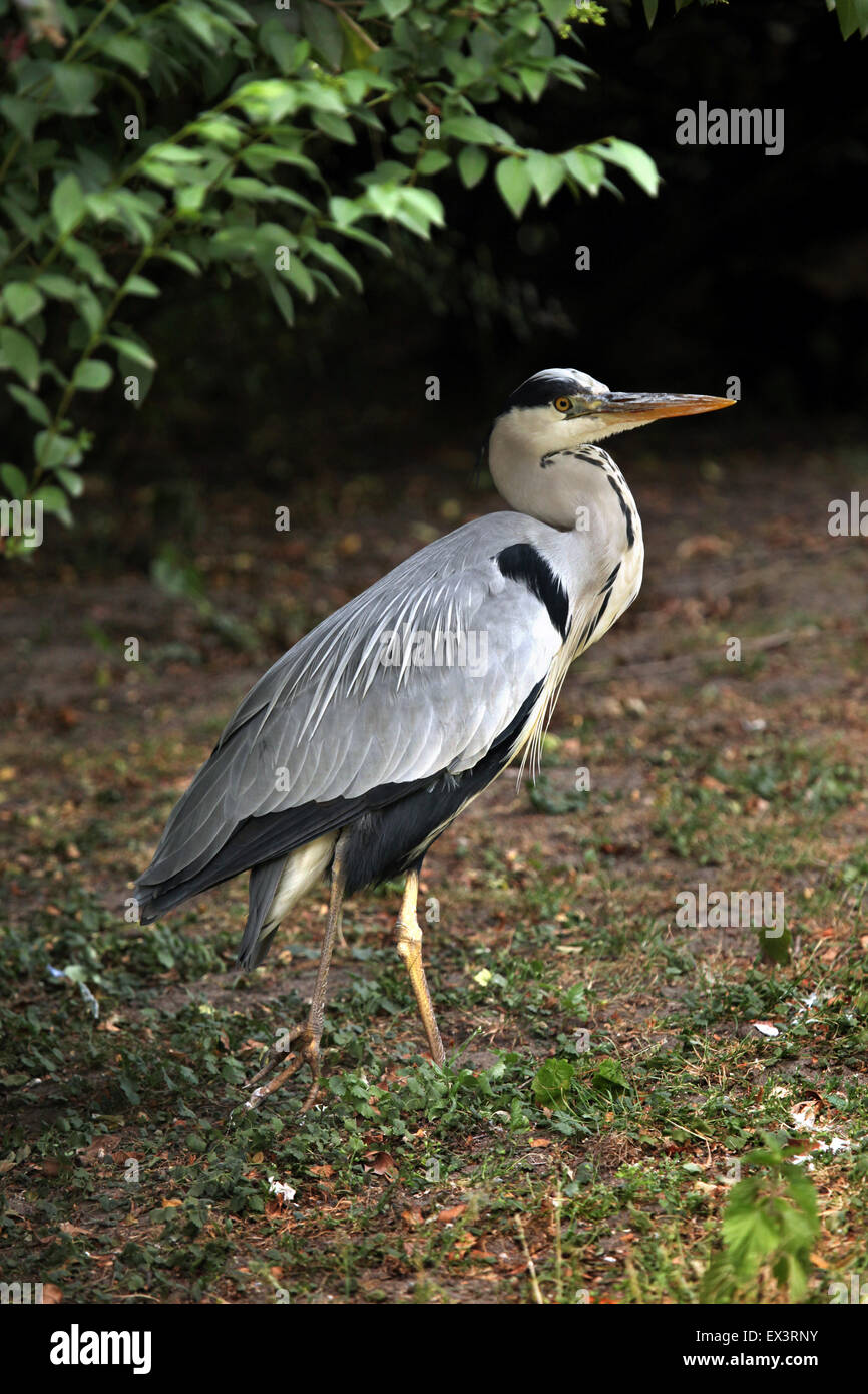 Airone blu (Ardea erodiade) presso lo Zoo di Francoforte in Frankfurt am Main, Hesse, Germania. Foto Stock