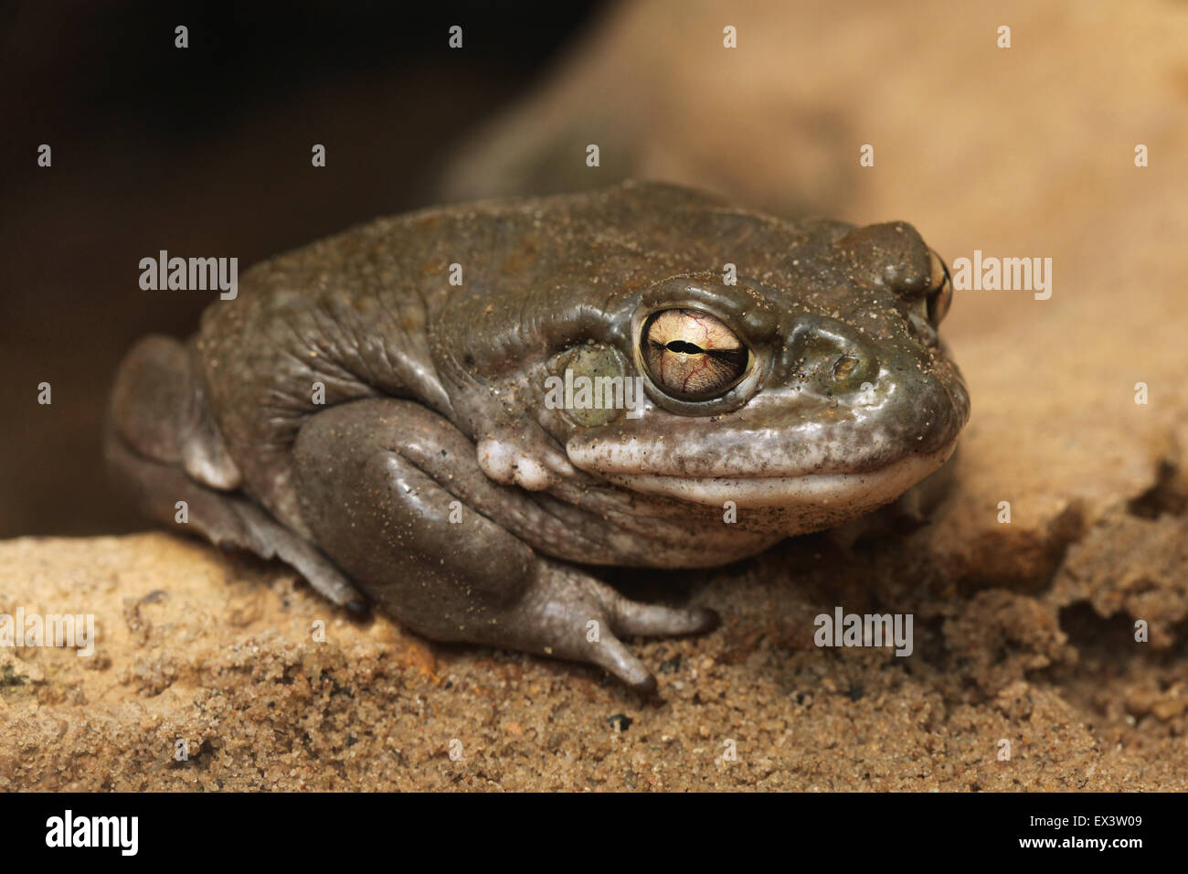 Il fiume Colorado toad (Incilius alvarius), noto anche come il deserto di Sonora toad presso lo Zoo di Francoforte in Frankfurt am Main, Germania. Foto Stock