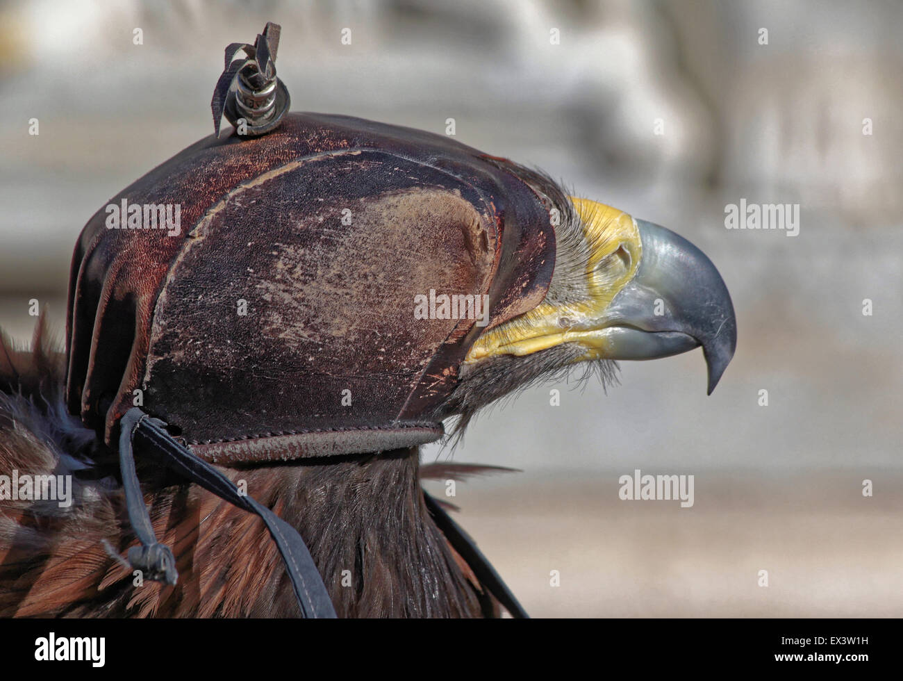 Caccia Hawk vicino ritratto in pelle marrone cappello. Foto Stock