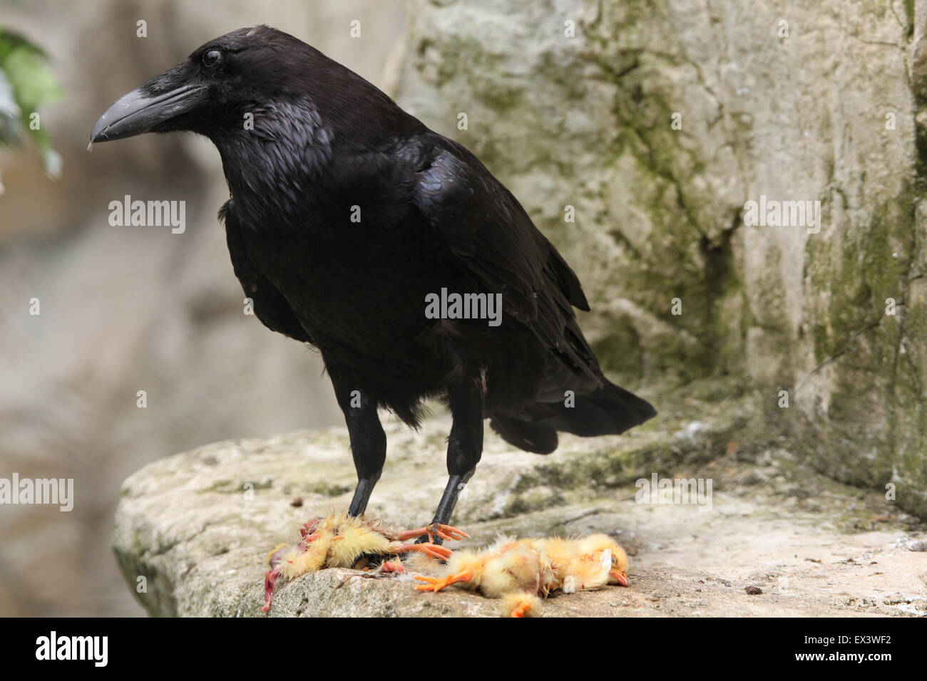 Comune di Corvo imperiale Corvus corax mangiare pollo morto presso lo Zoo di Francoforte in Frankfurt am Main, Hesse, Germania. Foto Stock