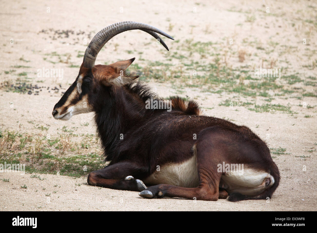 Sable Antelope (Hippotragus niger), noto anche come antilope nera presso lo Zoo di Francoforte in Frankfurt am Main, Hesse, Germania. Foto Stock
