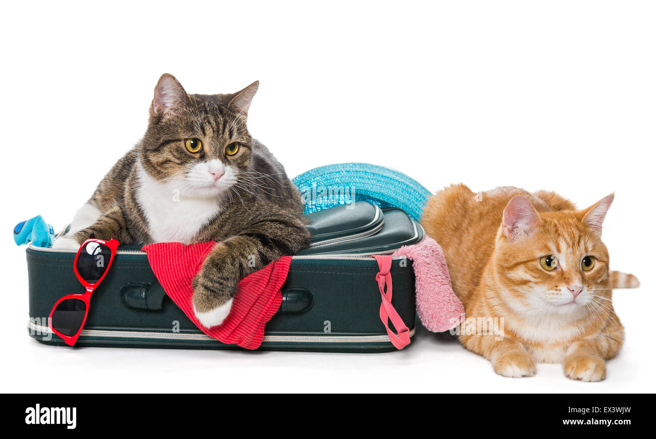 Due strisce Gatto sdraiato con una valigia per un viaggio vacanza Foto  stock - Alamy