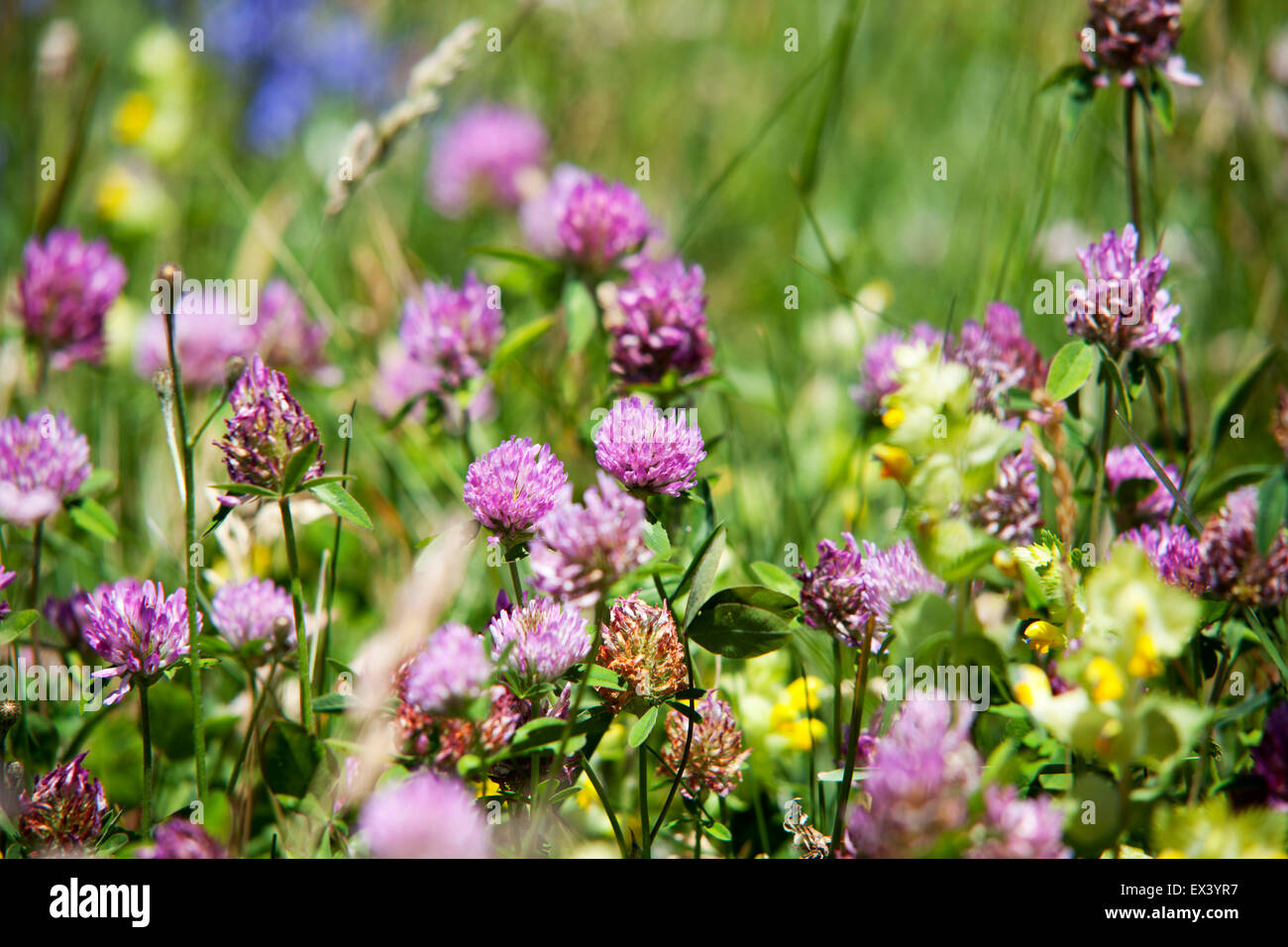 Risorse naturali comuni wild viola fiori di trifoglio (trifoleum pratense) Foto Stock