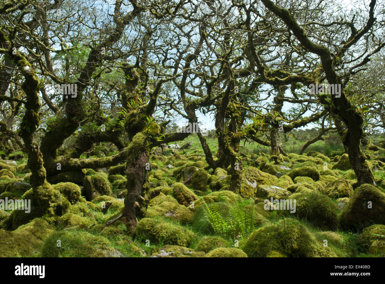 Wistman il legno, Dartmoor Devon UK. Nodose antica quercia nana e massi di granito coperte in verdeggianti muschi e felci. Foto Stock