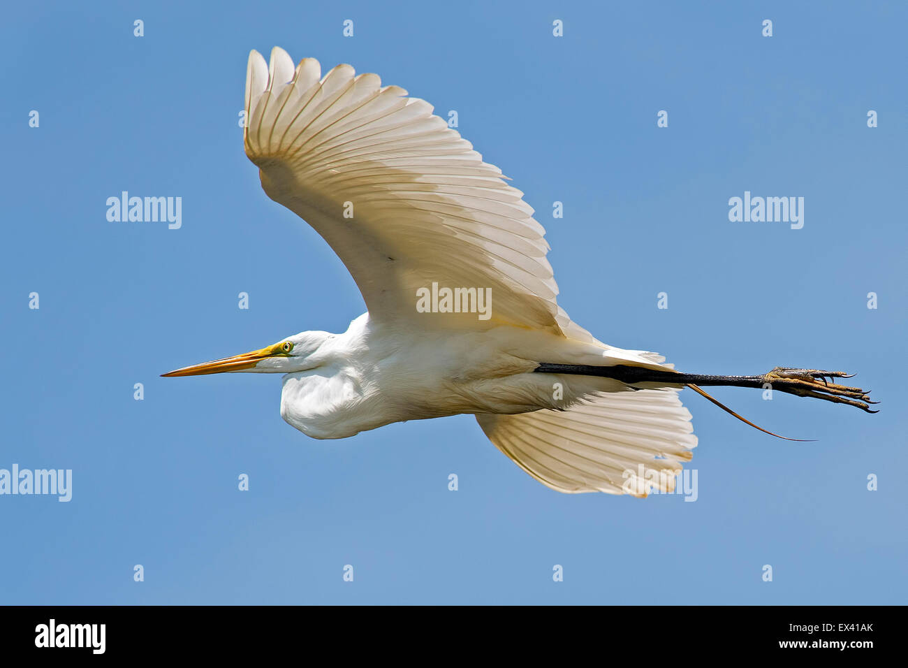 Airone bianco maggiore in volo Foto Stock