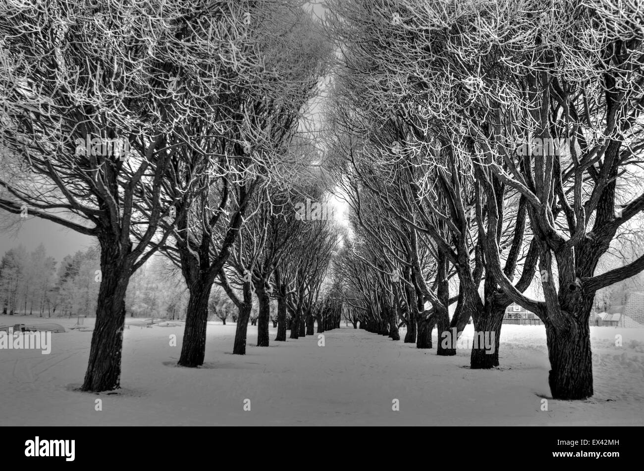 Foto da Vuorela Disc Golf Course, Finlandia Foto Stock