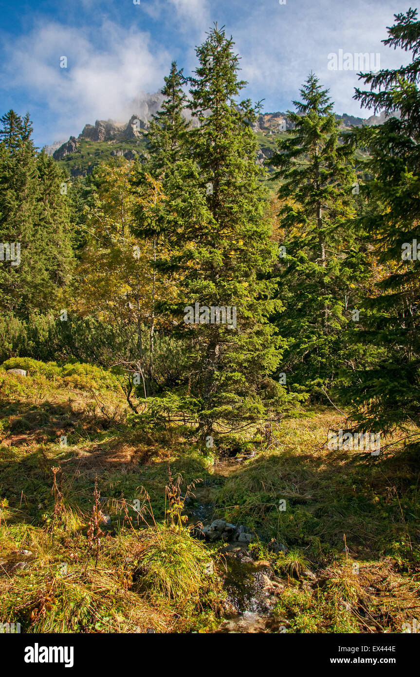 Meravigliosi pini nelle montagne Tatra Foto Stock