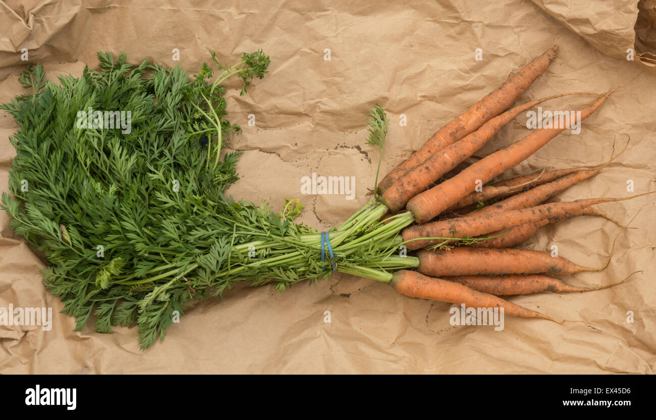Appena scavato le carote con le loro cime su Foto Stock