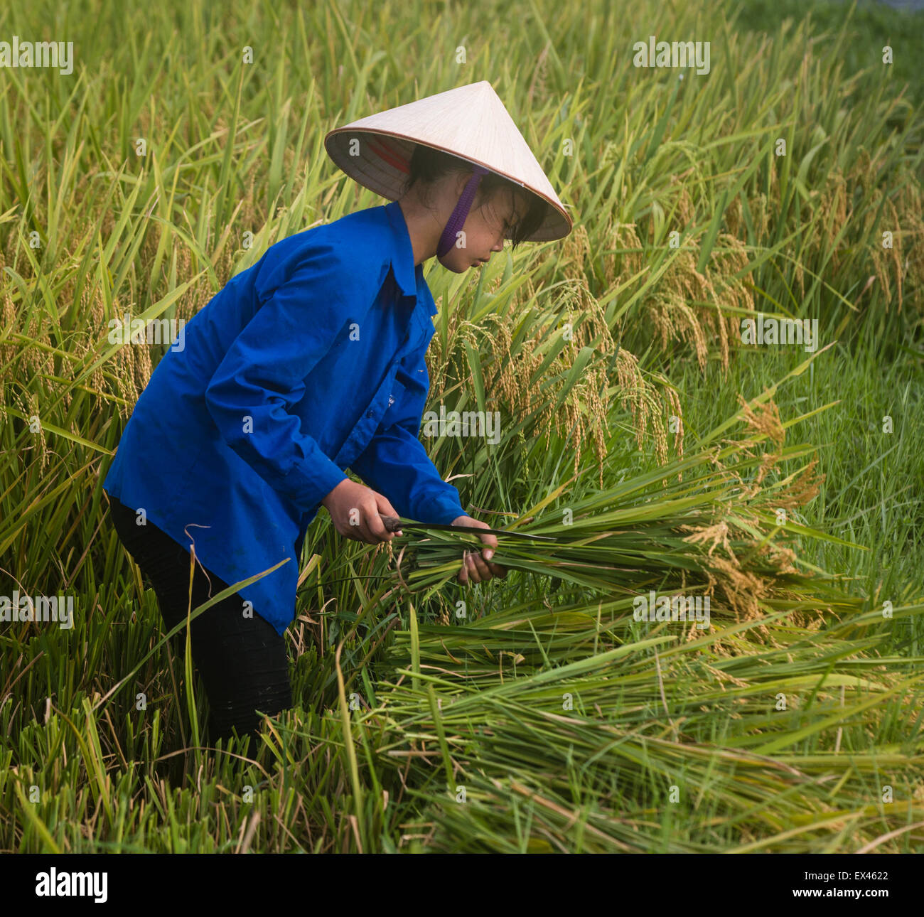 Giovane donna indossando il tradizionale cappello conico raccolti di piante  di riso in una risaia vicino Viet Hung, Que Vo, Vietnam Foto stock - Alamy