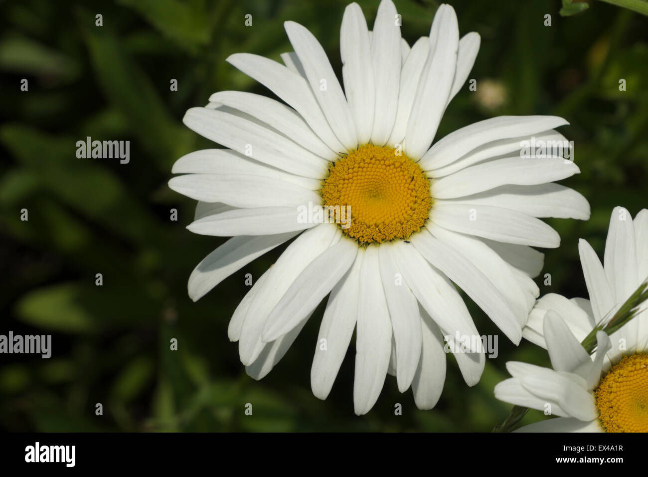 Buckeye Daisy blossom close-up. Foto Stock
