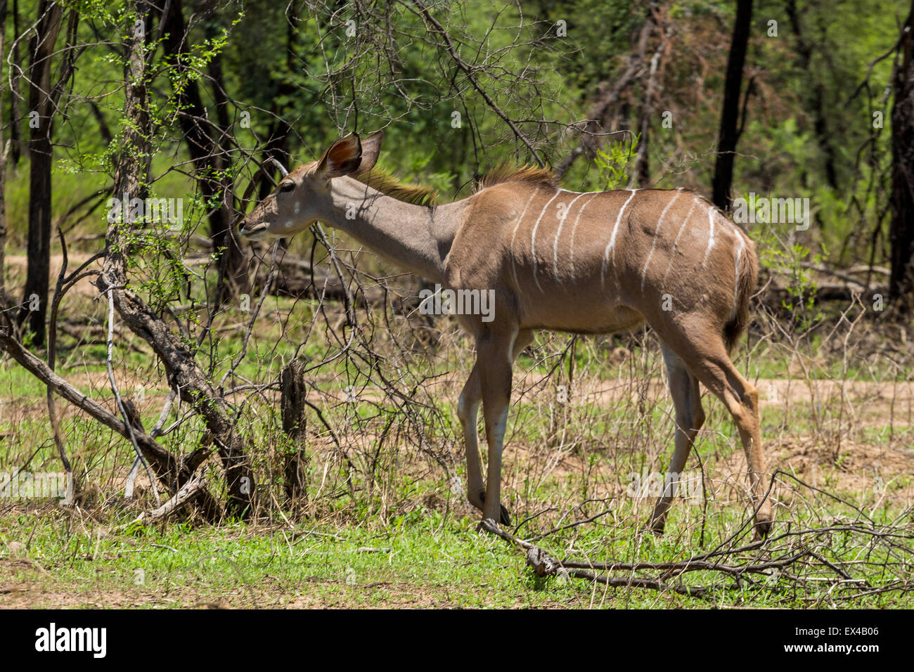 Kudu a Gaborone Game Reserve in Gaborone, Botswana Foto Stock